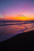 Birds flying over the beach at sunset photo