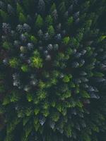 fotografía aérea de pinos foto