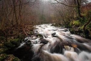 Rushing river and trees photo