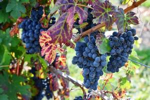 Grapes on the vine photo