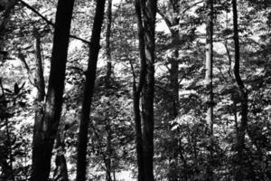 Grayscale photo of trees during daytime