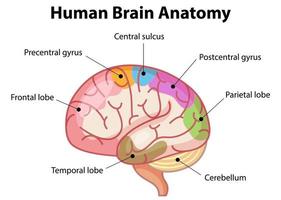 cartel de información del diagrama del cerebro humano vector