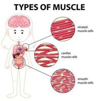 tipos de diagrama de células musculares vector