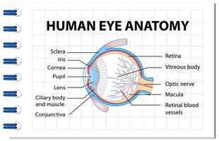 diagrama de la anatomía del ojo humano con etiqueta vector