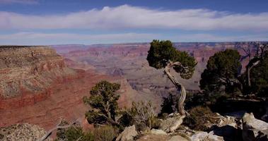 Horizontal panning shot of a red canyon and a trees in foreground in 4K video