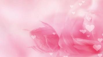 romantische zachte roze roos achtergrond video