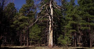  Vertical panning shot of dry tall tree with green trees ans blue sky in background in 4K video