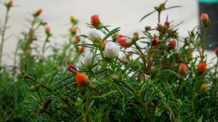 水仙花影片