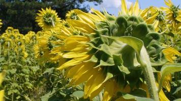 Nahaufnahme des Rückens von Sonnenblumen und Biene auf Sonnenblume video