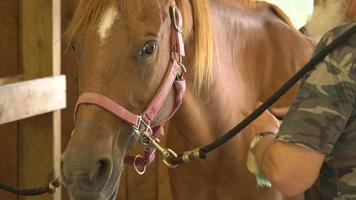 Person Pflege Pferd 4k video