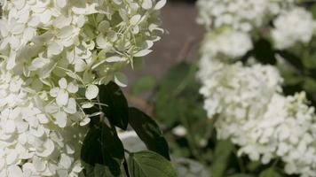 bloemen dansen in de wind video