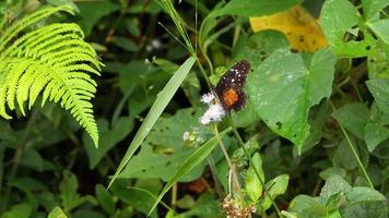 Little Black And Orange Butterfly Drinking Nectar video