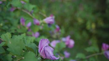 Handheld Clip Of Purple Flowers In A Garden video