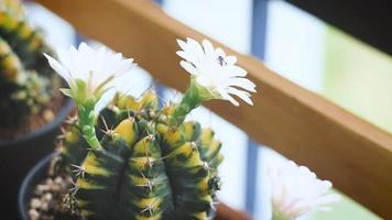 flores de cactus y abejas