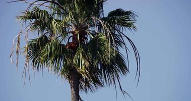 Close up of palm trees moved by the wind on blue sky background in 4K video