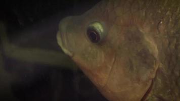 Nahaufnahme von Fischen im Aquarium video