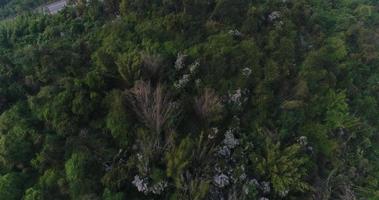 Luftbild Landstraße im Wald video