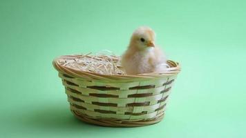 yellow easter chicken in easter nest with green background video