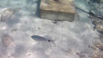 Fische schwimmen neben einer Boje in 4k video