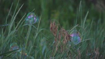 Blasen im Park video