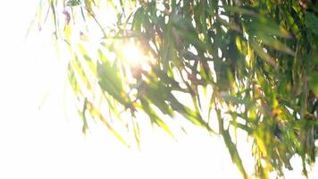 The rays of the sun make way through green leaves of the trees. video