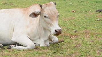 Vaca blanca relajándose en un campo de pradera video