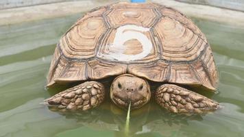 tartaruga de espora africana comendo vegetais em um lago