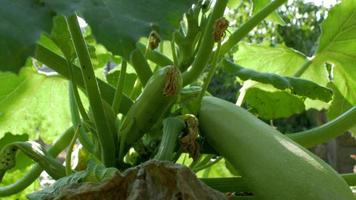 Fresh zucchini courgettes  video