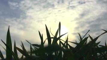 Macro of Grass Against Sunny Between Clouds Day video