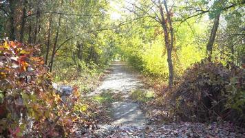 hojas caídas en la vieja carretera asfaltada en otoño park video