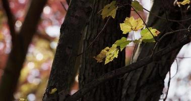 Low angle shot of little branches with yellow leaves and defocused trees in backgound in 4K video