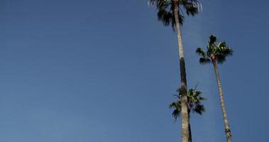 Vertical panning shot of three tall tree palms with blue sky background in 4K video