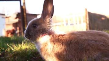 lapin blanc de Pâques assis dans l'herbe video