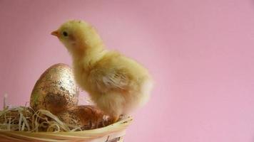 Yellow chick in eggcup with easter nest and easter eggs video