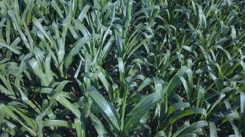 Top View Of Maize Field video