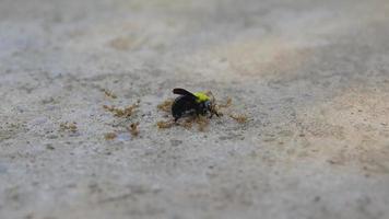 hormigas sobre una avispa muerta video