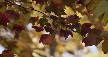 Nature dynamic scene with red leaves moving slowly on defocused trees background in 4K video