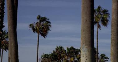 Panning shot of palm trees in fifferent distances with blue sky background in 4K video