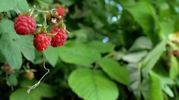 Frambuesa jugosa madura roja en el jardín video