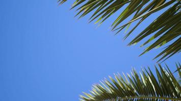 Green palm leaves flutter in wind against a blue sky video