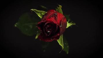 mörk röd ros med droppar i mörkret video