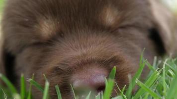 schattige puppy slapen op een grasveld in het park video