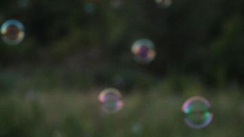 bubbels in het park video