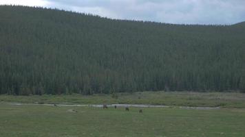 eine Herde von Pferden, die unter Bergen grasen 4k video