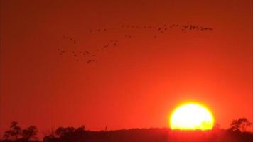 Birds flying through a large setting sun