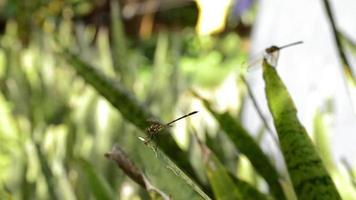 Dragonflies On Green Leaves