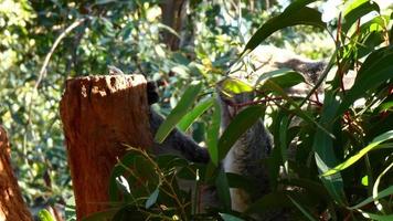 koala dans un arbre 4k video