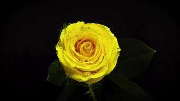 gelbe Rose mit Tropfen in der Dunkelheit