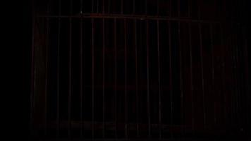 Close Up Of Scary Birdcage Moving In Darkness video