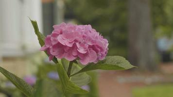 Close up di bellissimi fiori rosa in giardino video